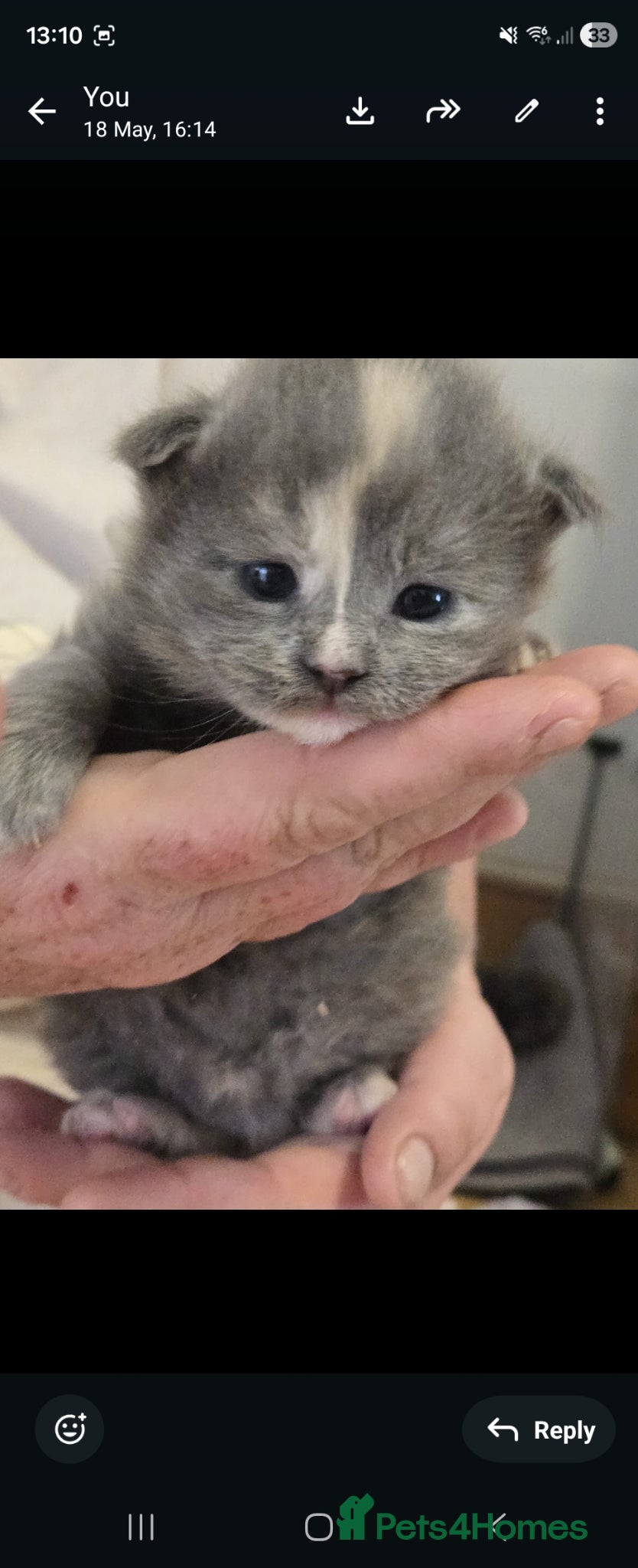 Maine Coon cats for sale: 1 male & 1 female maine coone kittens.  - Advert 6