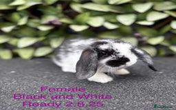 Mini Lop rabbits for sale: Beautiful baby mini lop rabbits - Image 6