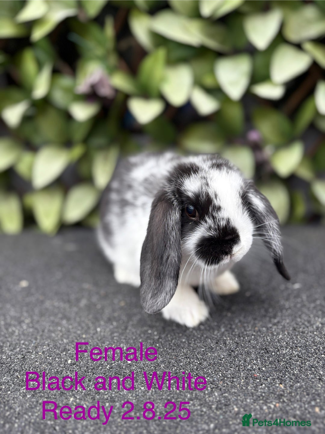 Mini Lop rabbits for sale: Beautiful baby mini lop rabbits - Image 6