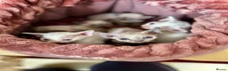 Devon Rex cats for sale: Exceptional FIFe Registered Devon Rex Kittens - Advert 25