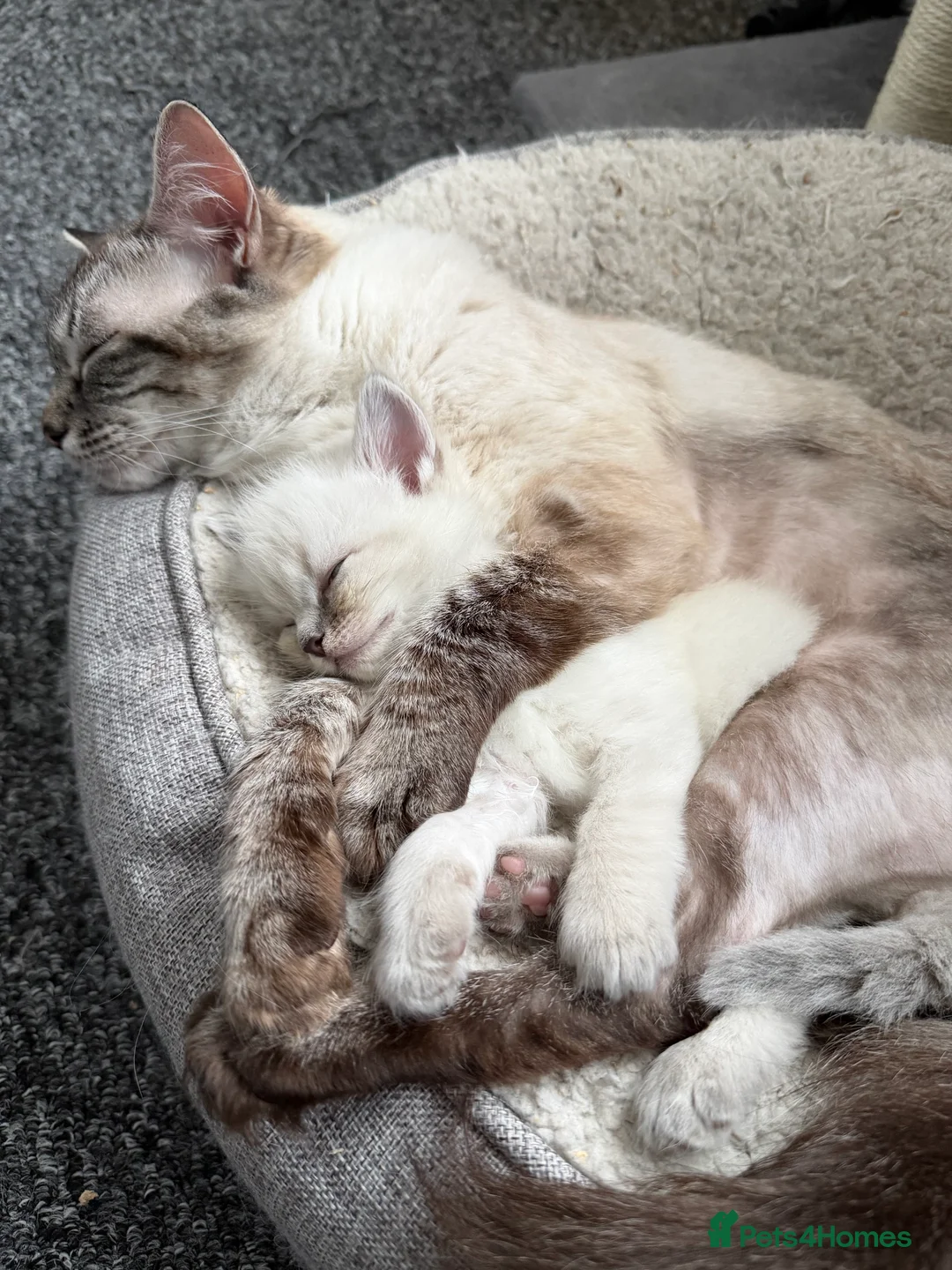 Ragdoll cats for sale: Female ragdoll kitten in Oxford - Advert 11