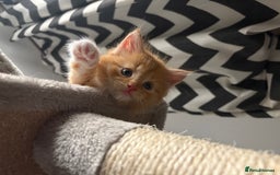 Mixed Breed cats for sale: Gorgeous Fluffy Ginger Kittens  - Image 6