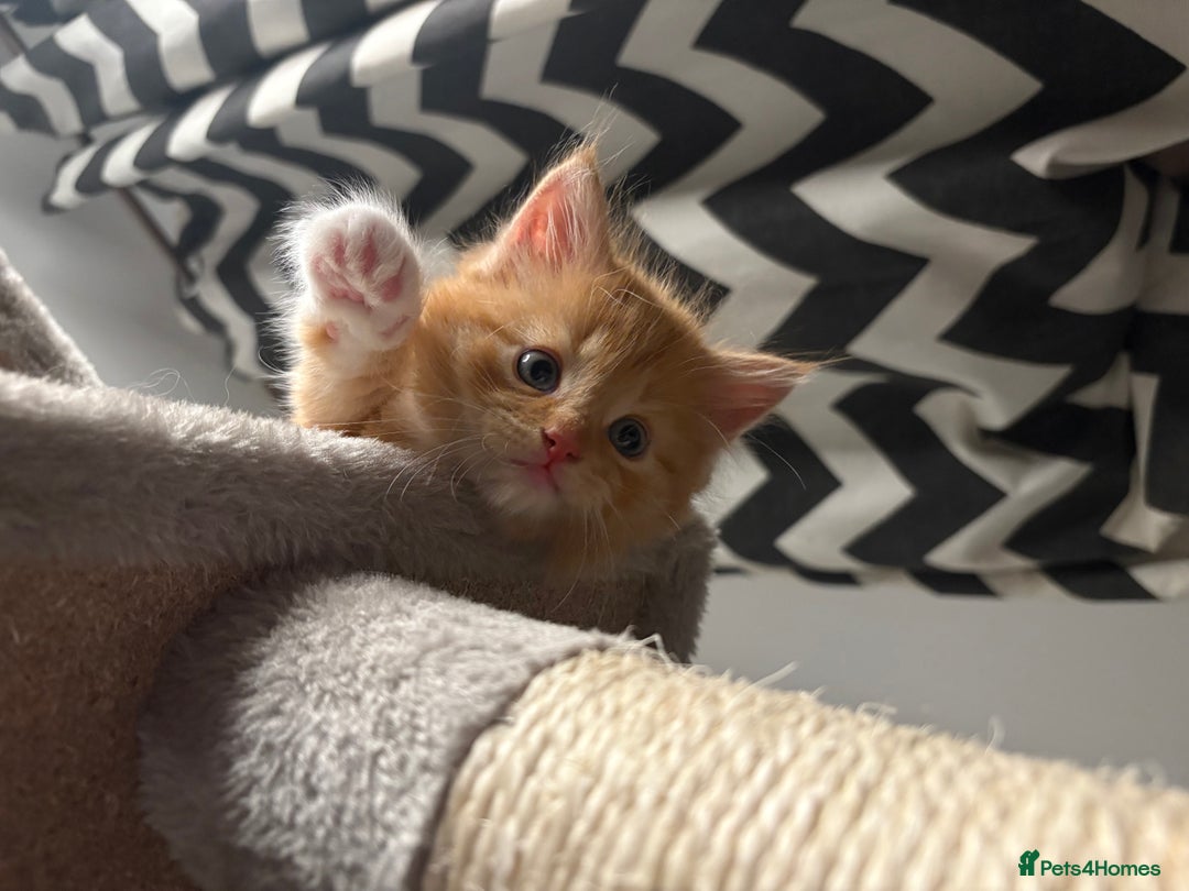 Mixed Breed cats for sale: Gorgeous Fluffy Ginger Kittens  - Image 6