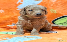 Mini Goldendoodle dogs for sale: 🐾🐾Mini golden doodles out of therapy asst momma - Image 5