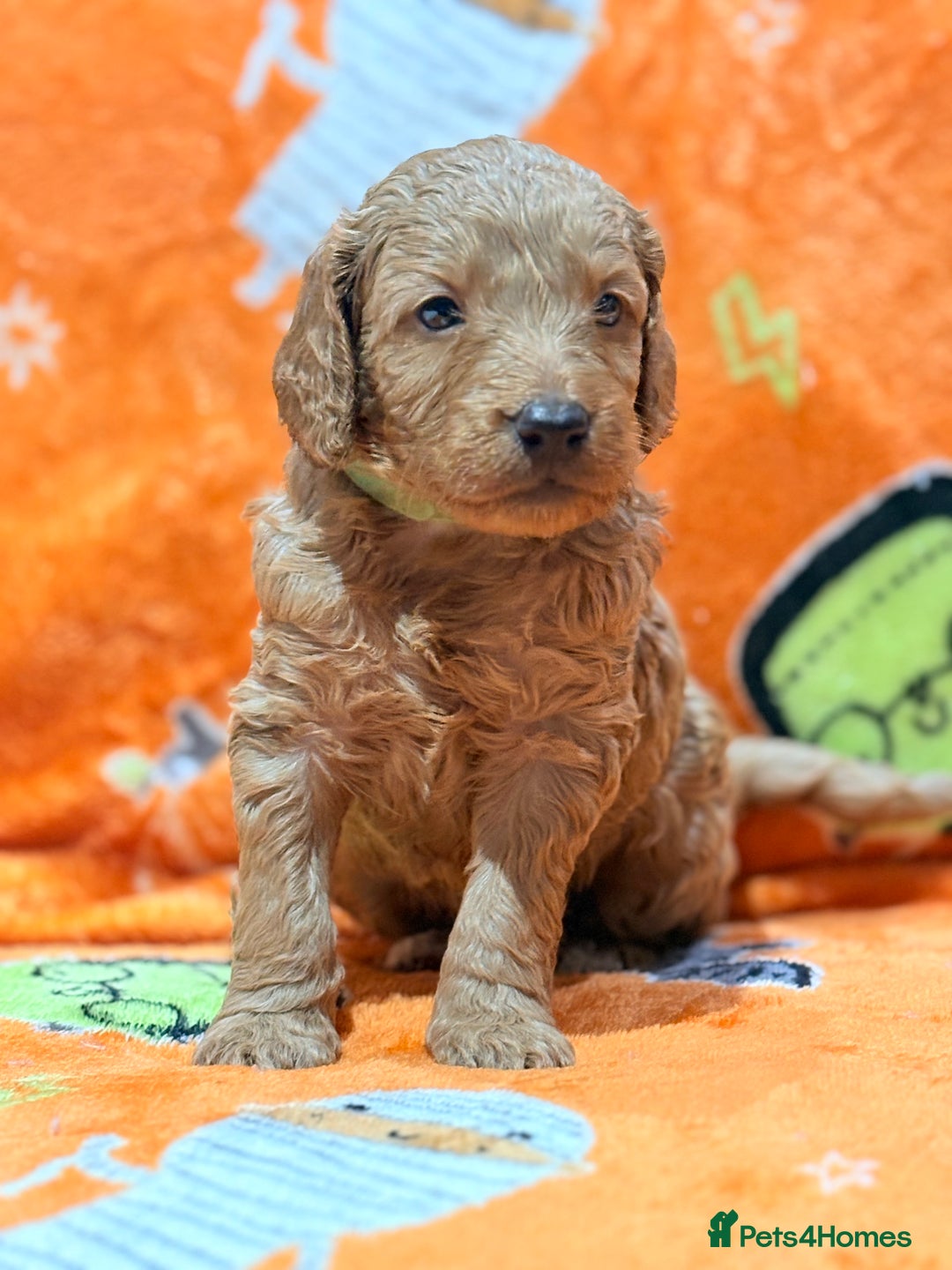 Mini Goldendoodle dogs for sale: 🐾🐾Mini golden doodles out of therapy asst momma - Image 5