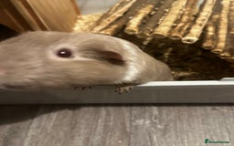 Guinea Pig rodents for sale: Guinea Pig Couple  - Image 3