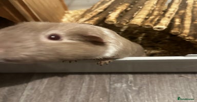 Guinea Pig rodents Guinea Pig Couple  - Advert 6