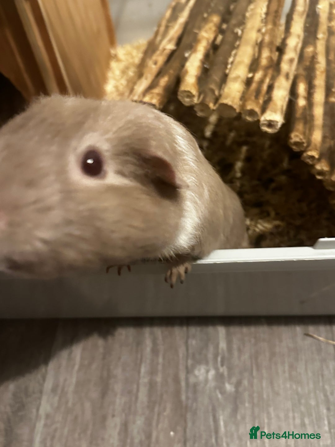 Guinea Pig rodents for sale: Guinea Pig Couple  - Image 3