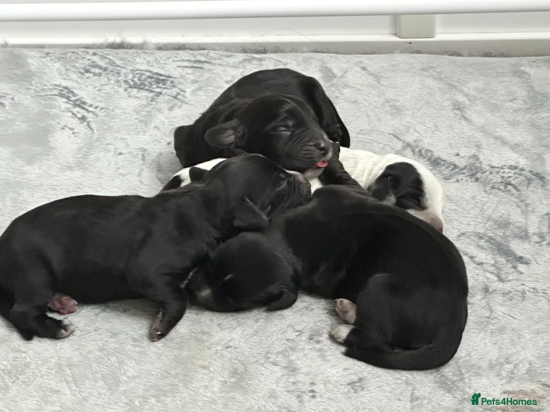 Bocker dogs for sale: Bocker puppies  - Advert 5