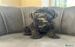 Mixed Breed dogs for sale: 🌟🌟Stunning Australian Cavapoo Puppies 🩷💙 m - Advert 11