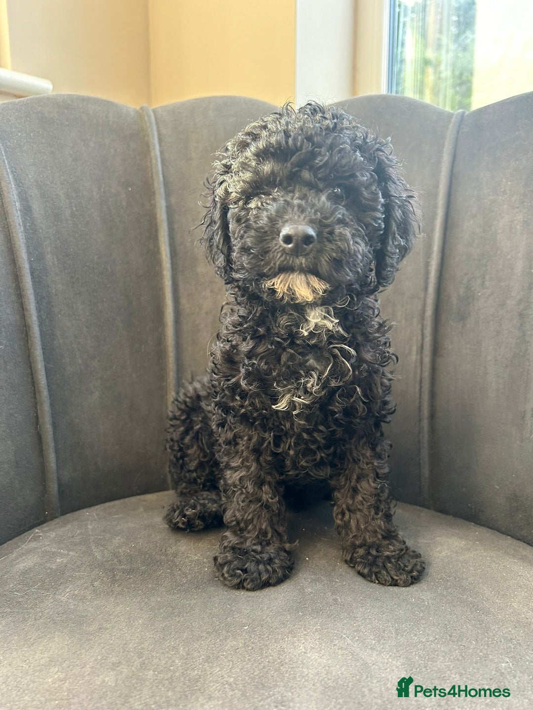 Mixed Breed dogs for sale: 🌟🌟Stunning Australian Cavapoo Puppies 🩷💙 m - Advert 11