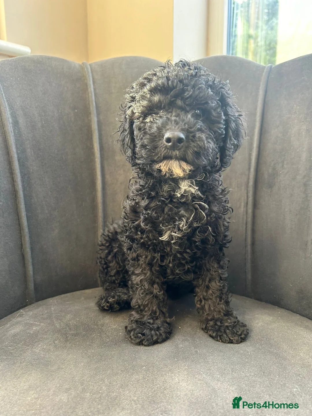 Mixed Breed dogs for sale: 🌟🌟Stunning Australian Cavapoo Puppies 🩷💙 m - Advert 15
