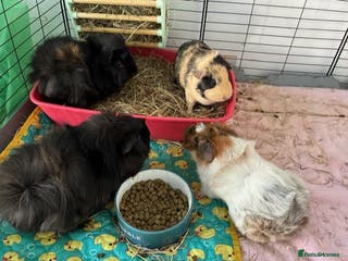 Guinea Pig rodents 4 Guinea Pigs - Advert 1