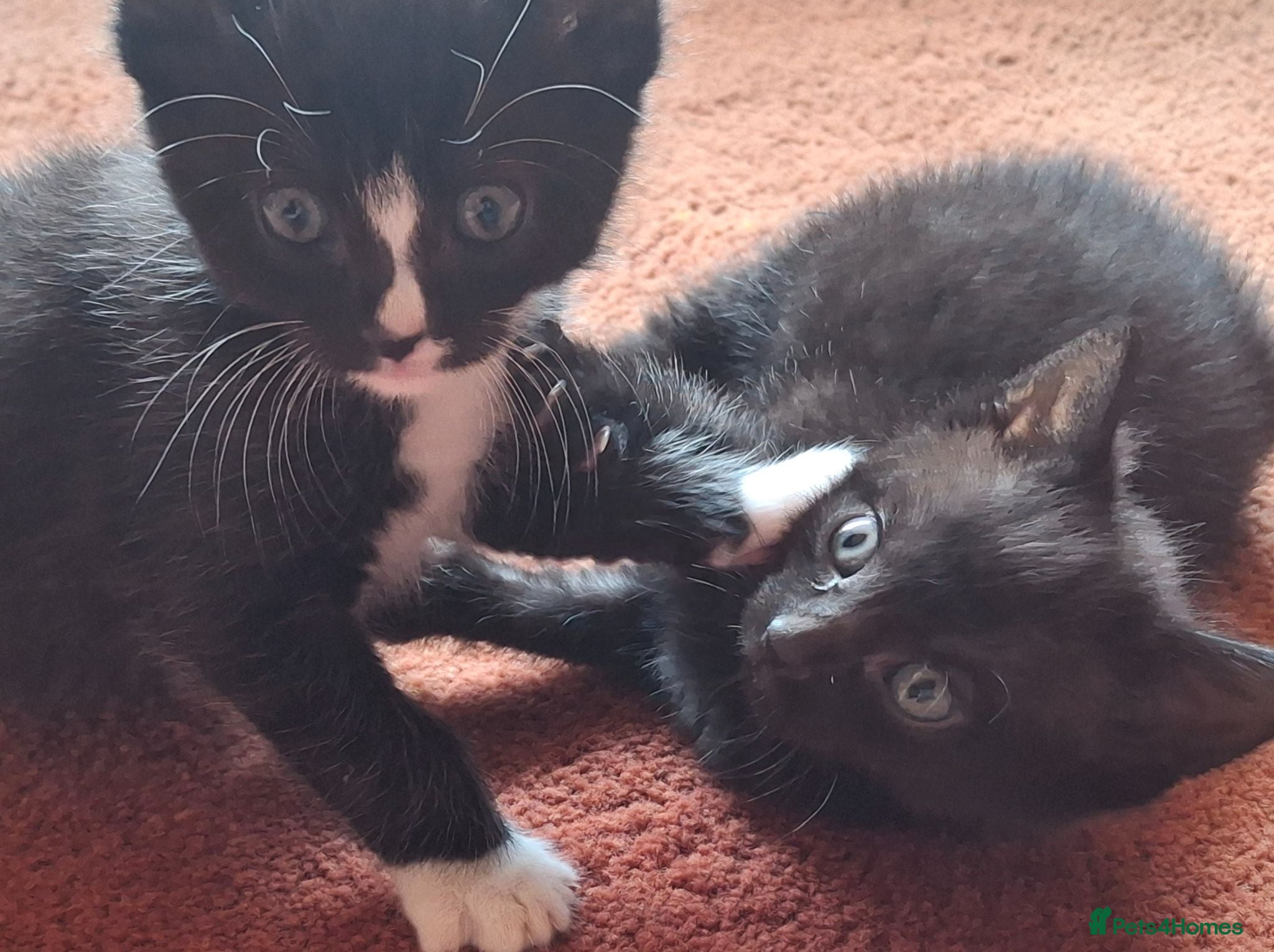 British Shorthair cats Beautiful baby kittens.  - Advert 15