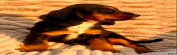 Cocker Spaniel dogs for sale: READY TO LEAVE! TOP KC WORKING COCKER PUPPIES in Ashbourne - Advert 18