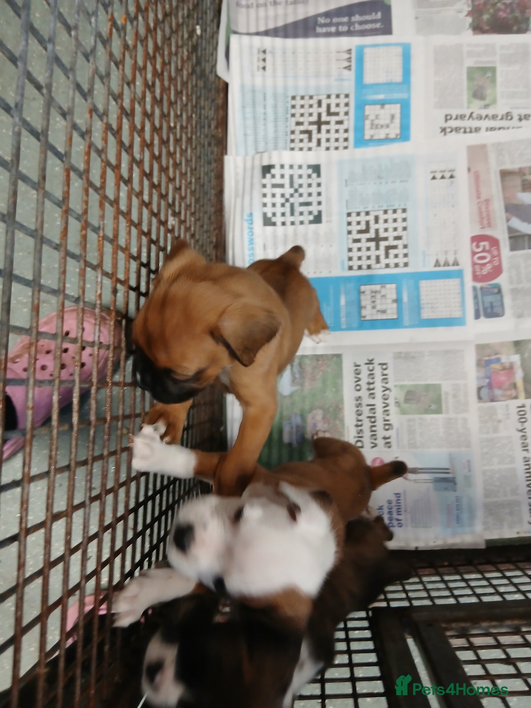 Boxer dogs for sale: Kc registered bob and tailed boxer puppies - Image 17