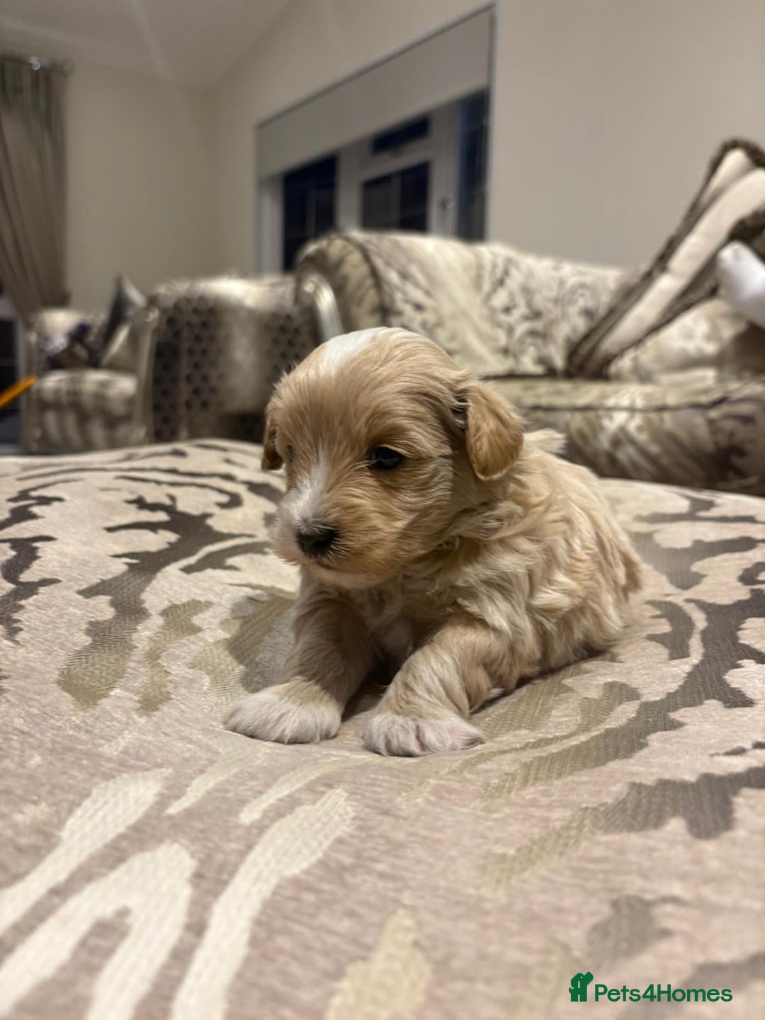 Maltipoo dogs for sale: 4 stunning maltipoo available  - Advert 2