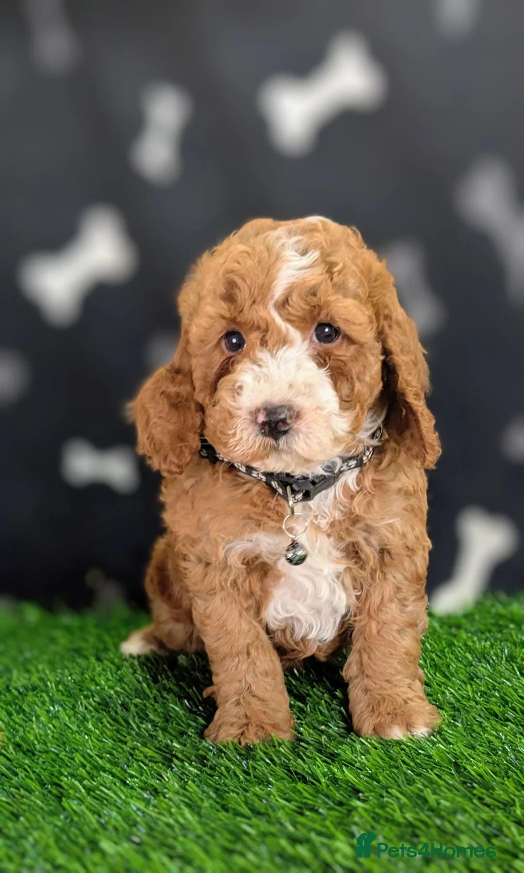 Cockapoo dogs for sale: 🐾 Stunning F1b Cockapoo Puppies. - Advert 1