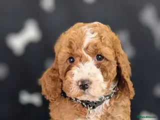 Cockapoo dogs 🐾 Stunning F1b Cockapoo Puppies. - Advert 7