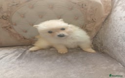 Pomeranian dogs for sale: Pomeranian puppies - Image 9