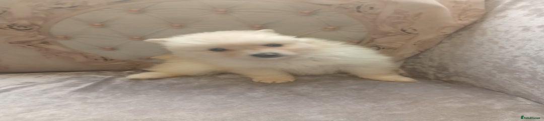 Pomeranian Puppy 5