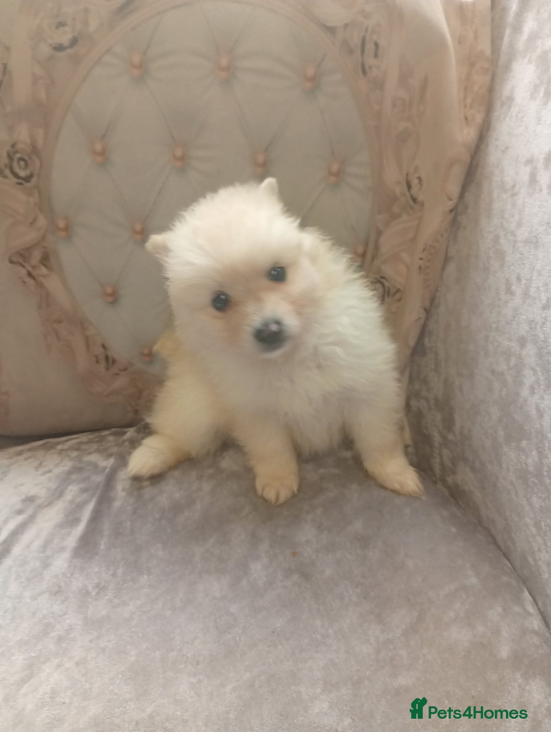 Pomeranian dogs for sale: Pomeranian puppies - Image 9