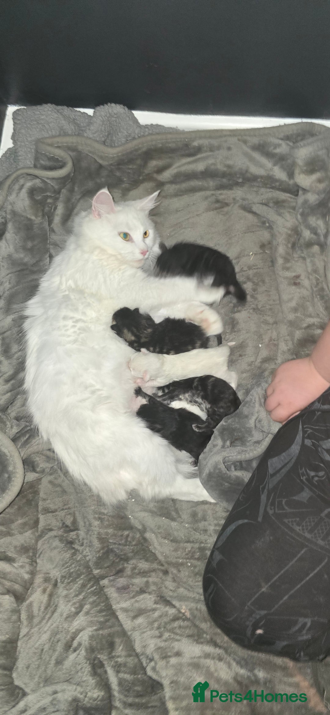 Maine Coon cats for sale: Maincoone  - Image 1