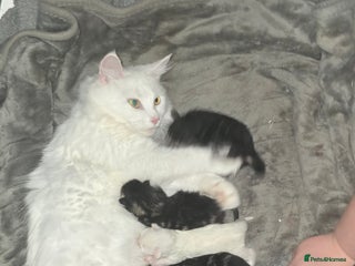 Maine Coon cats - Advert 7