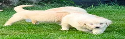 Golden Retriever dogs for sale: GOLDEN RETREIVER PUPPIES - Advert 7