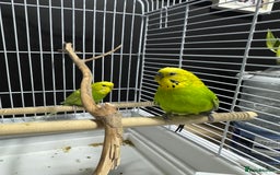 Budgerigars birds for sale: Beautiful Pair of Budgies  - Image 4