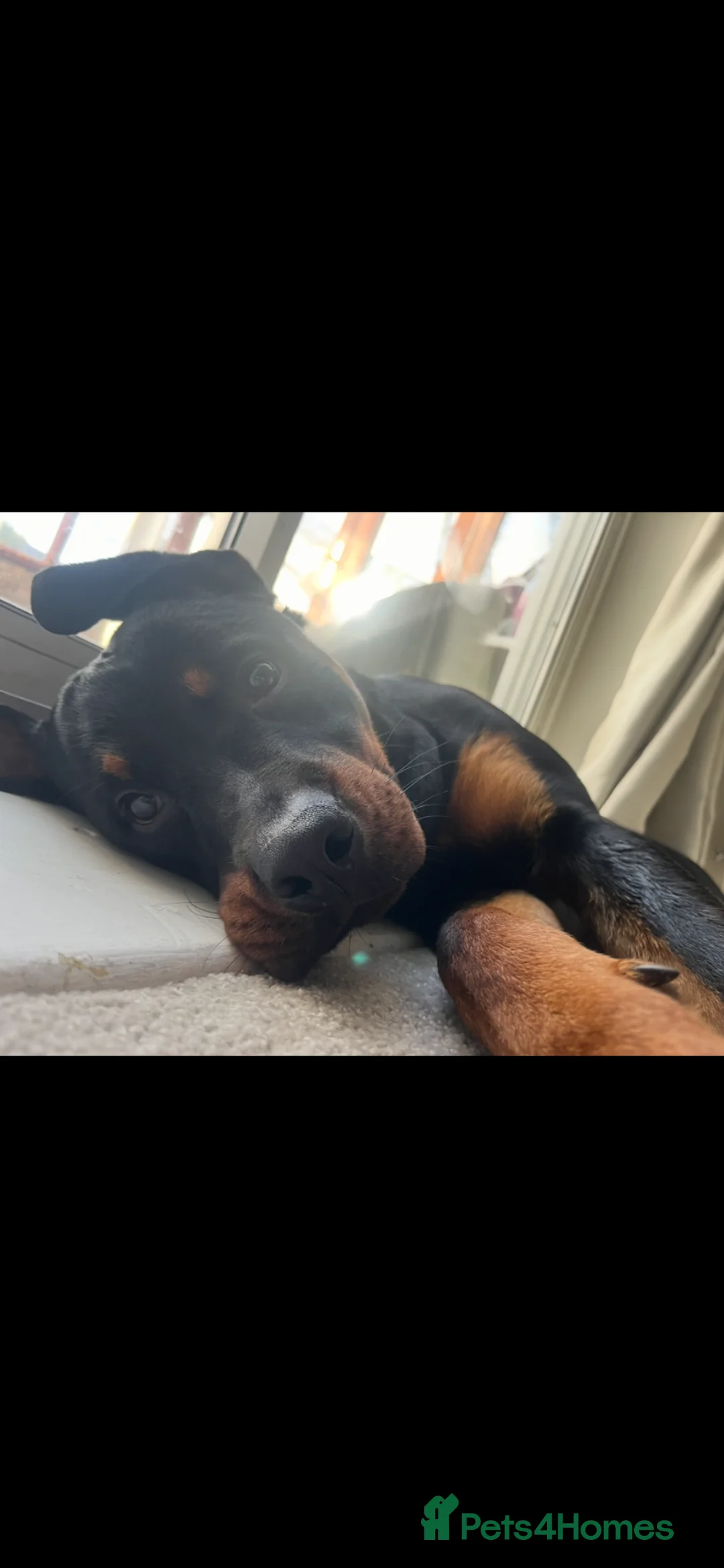 Rottweiler dogs for sale: 2 year old Rottweiler  in Bridlington - Advert 4