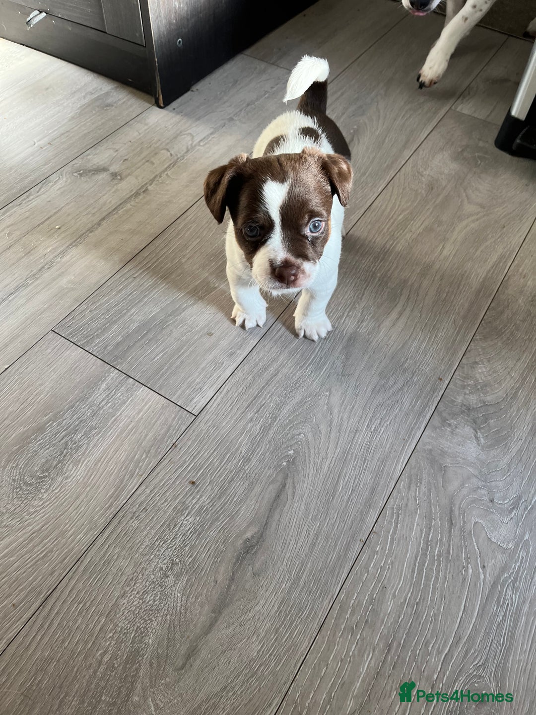 Jack Russell dogs for sale: Jack Russel  - Advert 2