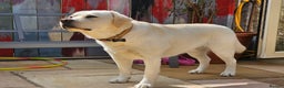 Labrador Retriever dogs for stud: Stunning Labrador, Champion Lines, Discounted Fee in Huddersfield - Advert 10