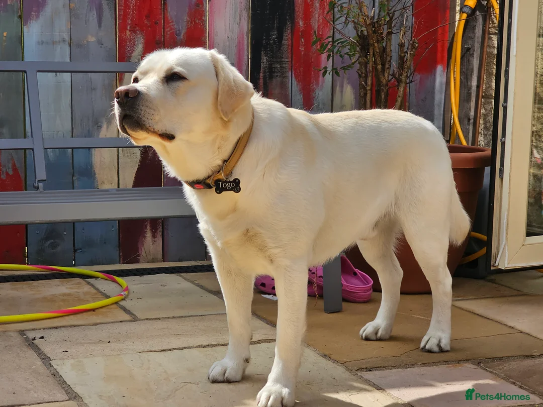 Labrador Retriever dogs for stud: Stunning Labrador, Champion Lines, Discounted Fee in Huddersfield - Advert 10