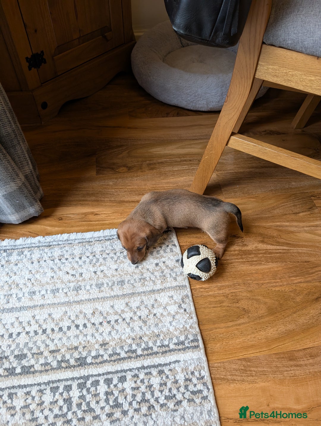 Dachshund dogs for sale: Three Miniature Dachshund puppies ready for sale  - Image 8