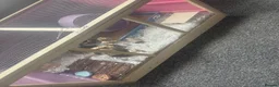 Hamster rodents for sale: Syrian hamster free to a good home  - Advert 25