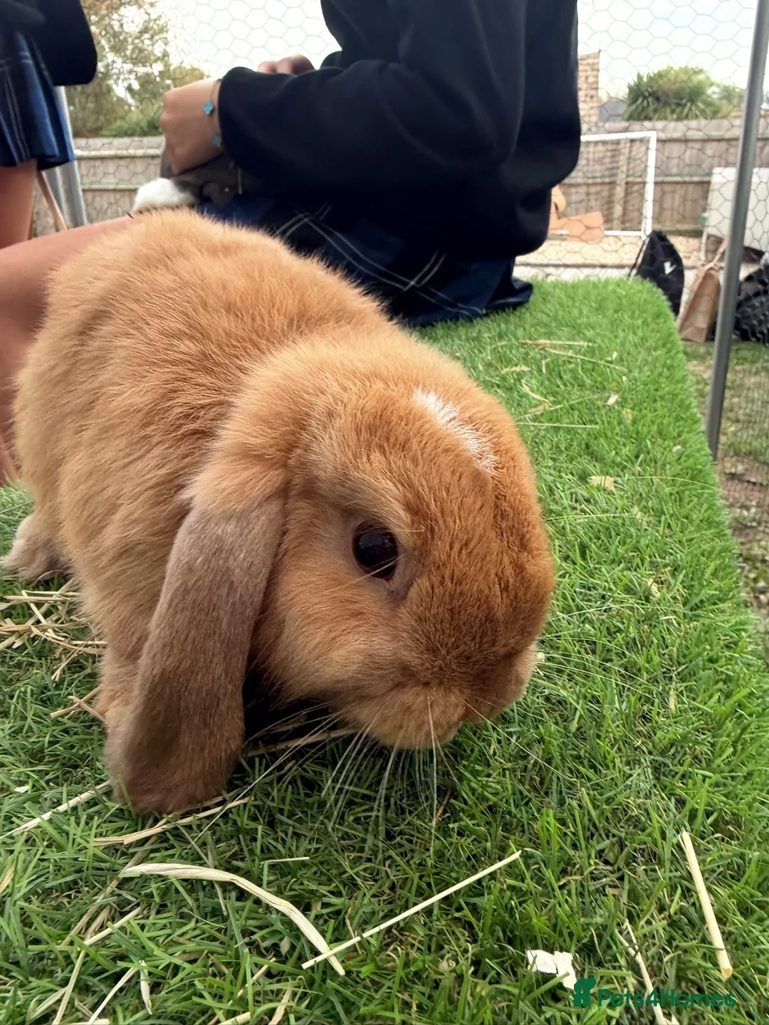 Mini Lop rabbits for sale: 2 x Mini Lops 4 months old  in Weymouth - Advert 2