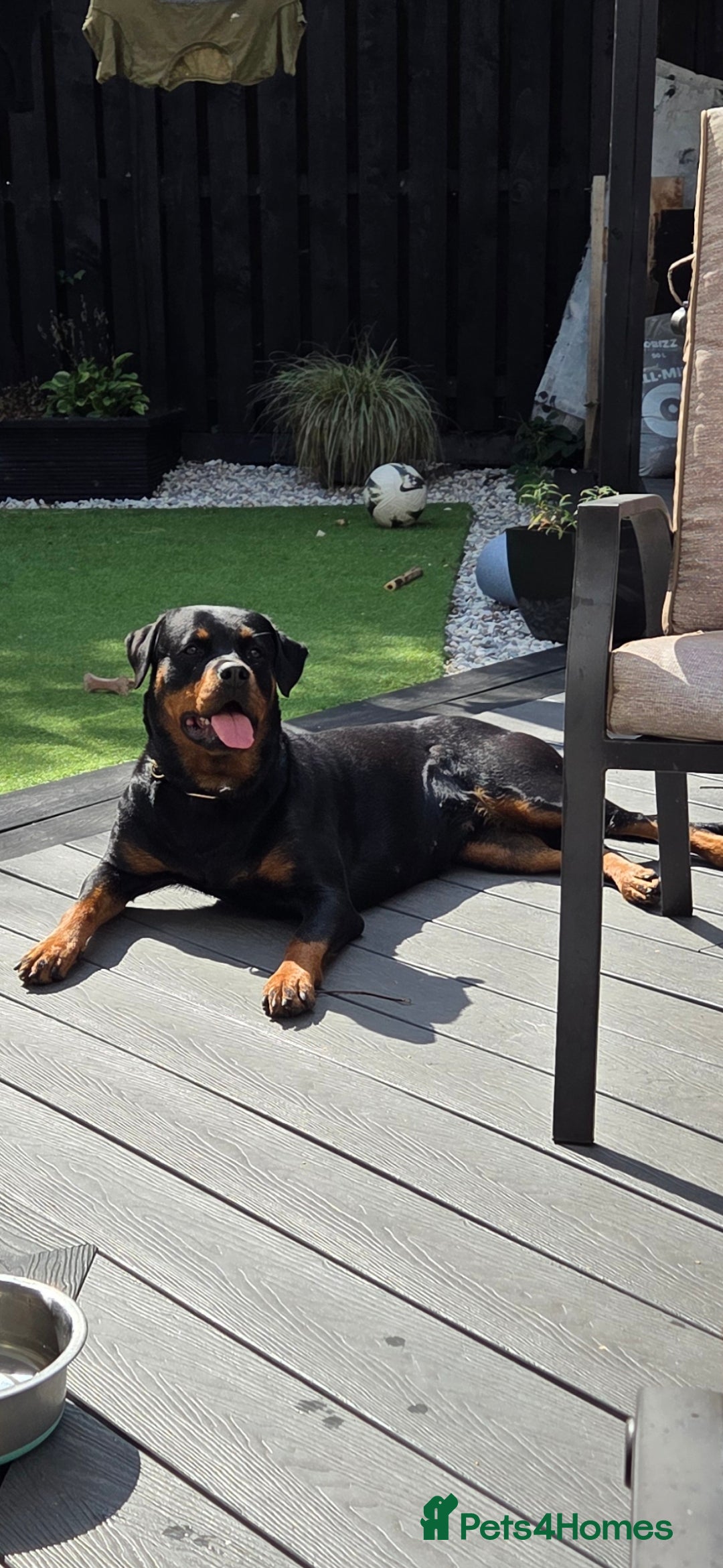 Rottweiler dogs for sale: KC & Fully Health Tested Rottweiler Puppies - Image 15