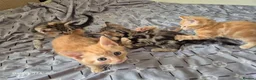 Mixed Breed cats for sale: 🐾 Beautiful Kittens Looking for Loving Homes 🐾 in Willenhall - Advert 25