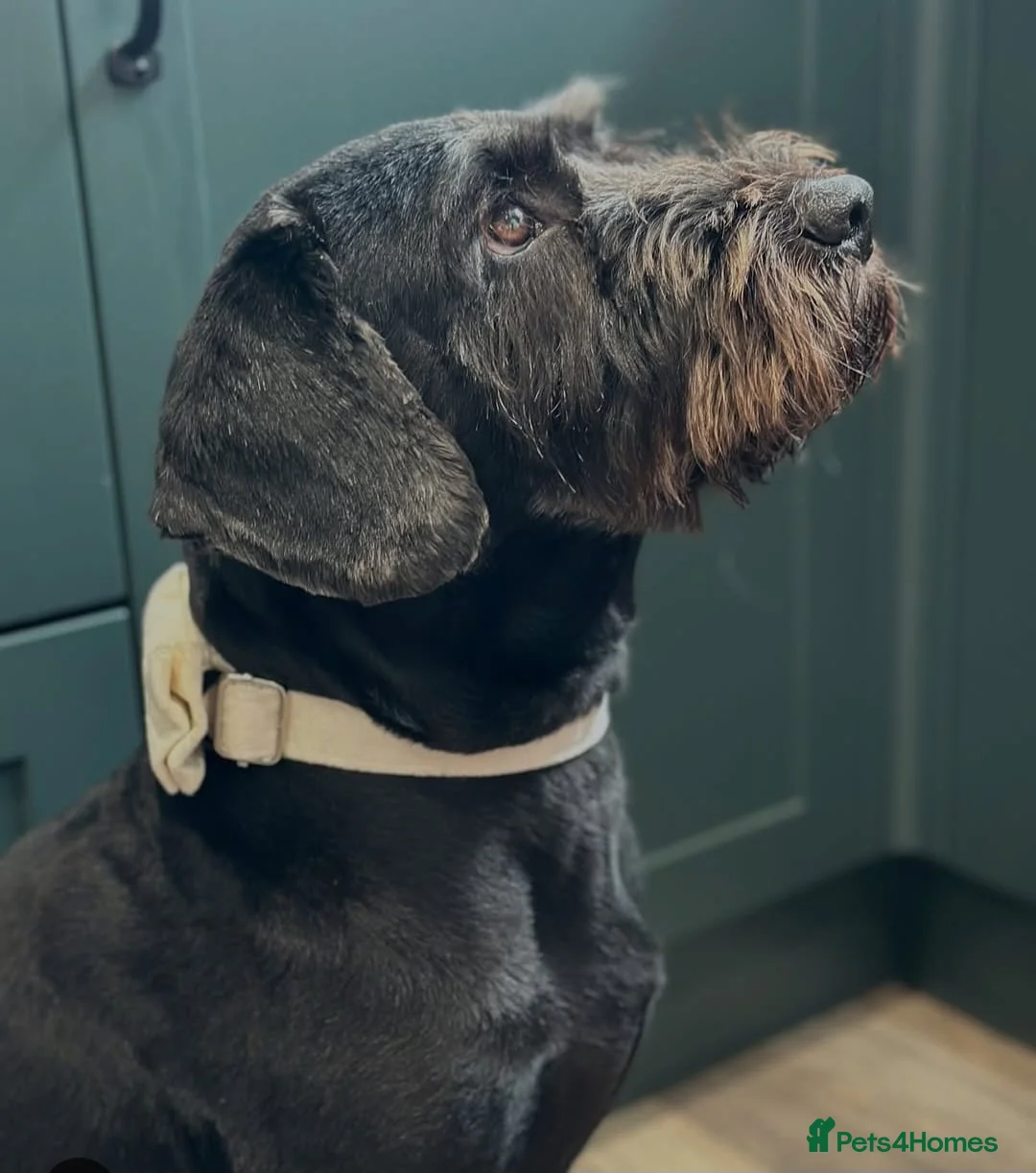 Labradoodle dogs for sale: Oscar FREE ADOPTION NOT £75  - Advert 1