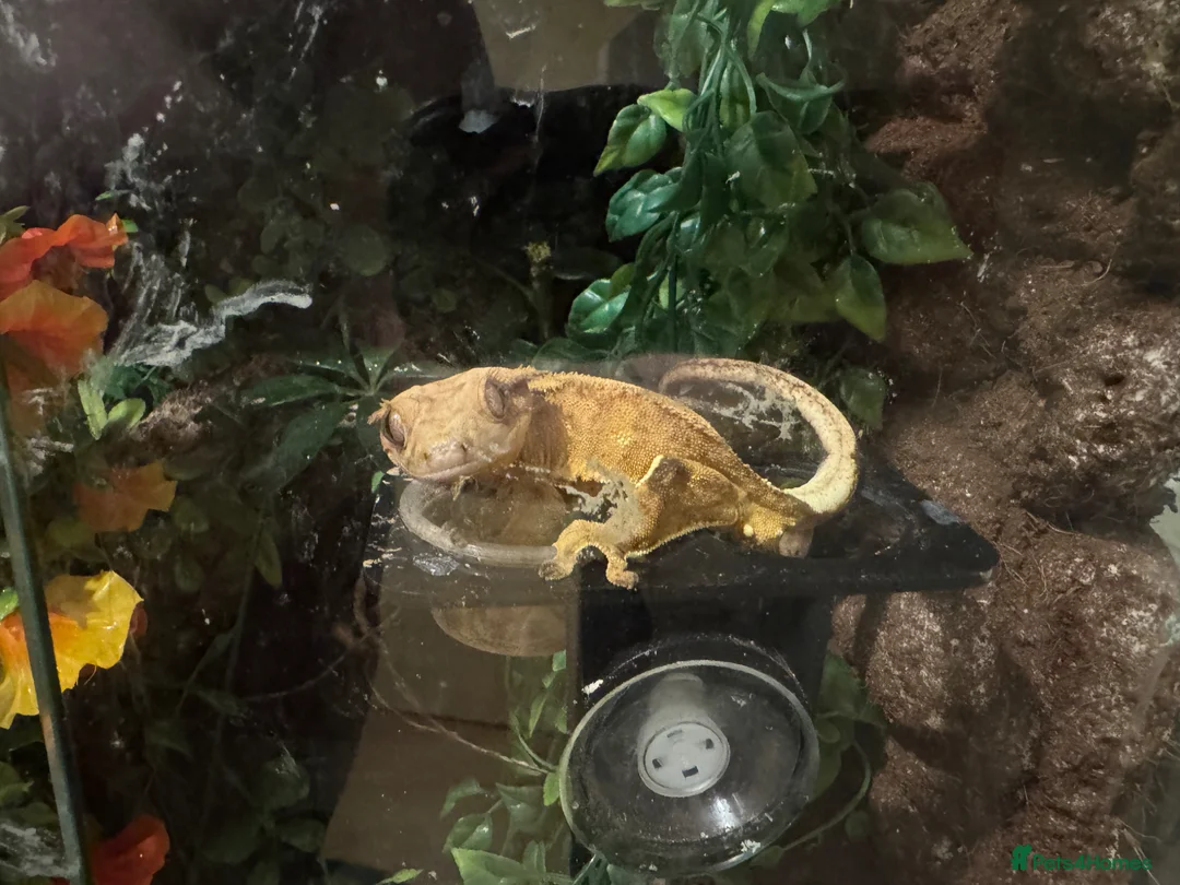 Gecko reptiles for sale: Baby Crested Geckos (ready July)  - Advert 2