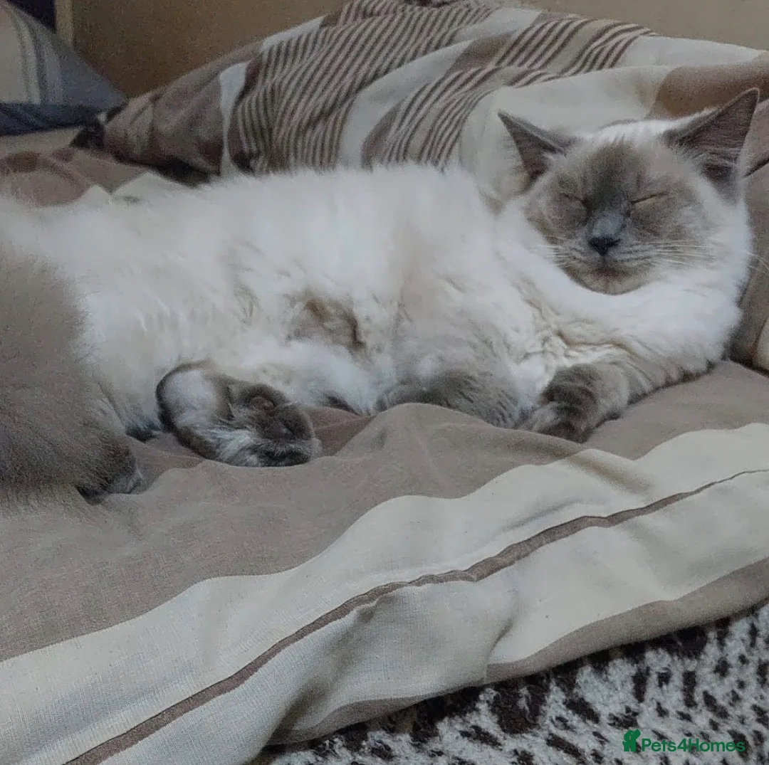Ragdoll cats for sale: Gorgeous Ragdoll Baby 6 Months Old For Sale - Advert 4