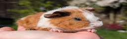 Guinea Pig rodents for sale: Gorgeous Gpig pups - Advert 3