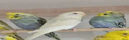 Budgerigars birds for sale: Budgies in London  - Advert 7