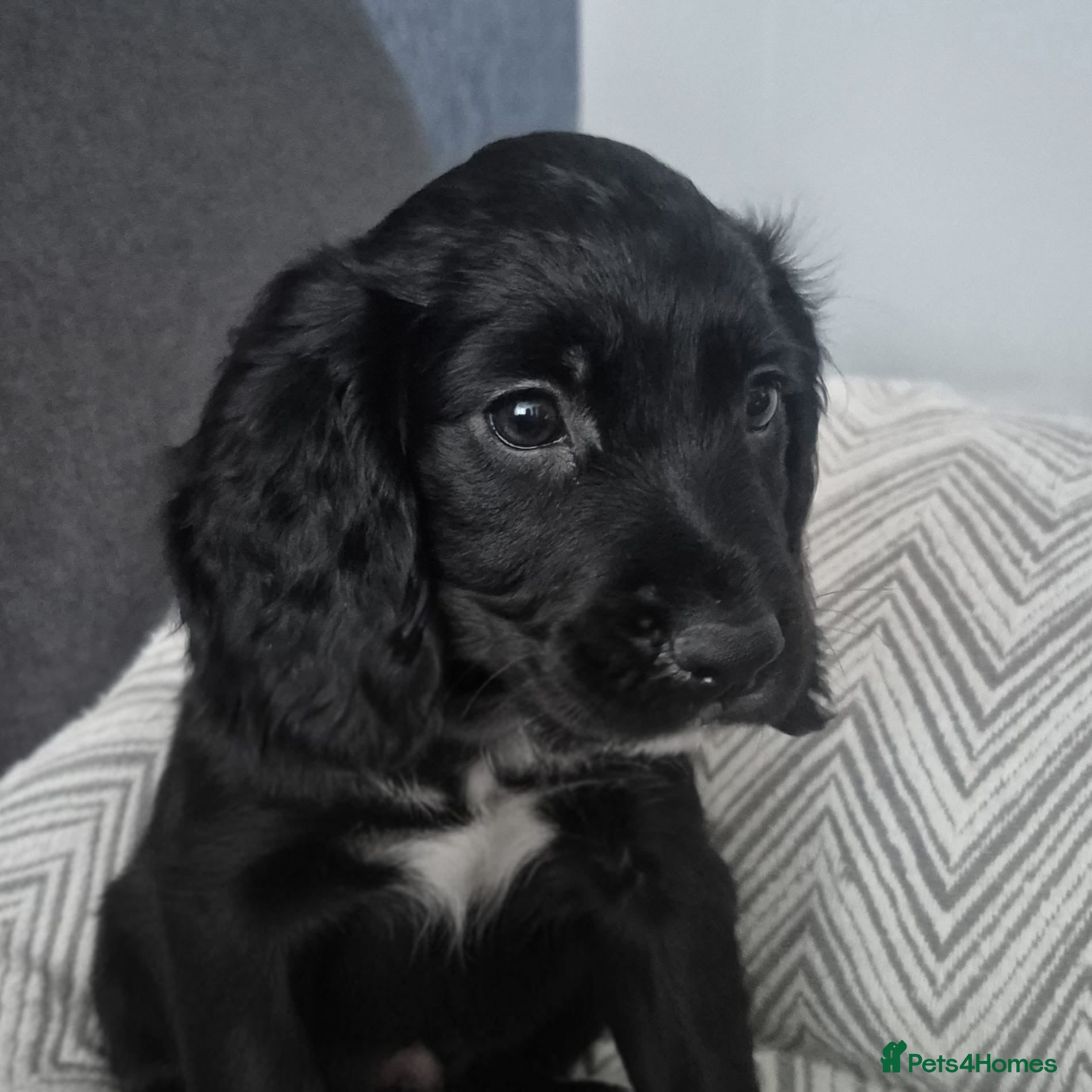 Cocker Spaniel dogs for sale: last gorgeous girl available ready to leave now - Advert 1