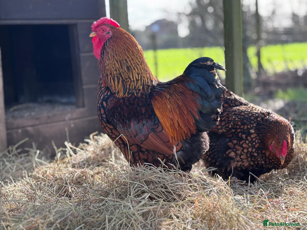 Chickens poultry for sale: Gold Laced Bantam Wyandotte Hatching Eggs  - Advert 1