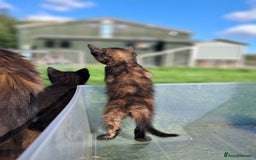 Mixed Breed cats for sale: Semi Longhaired Kittens - Image 12