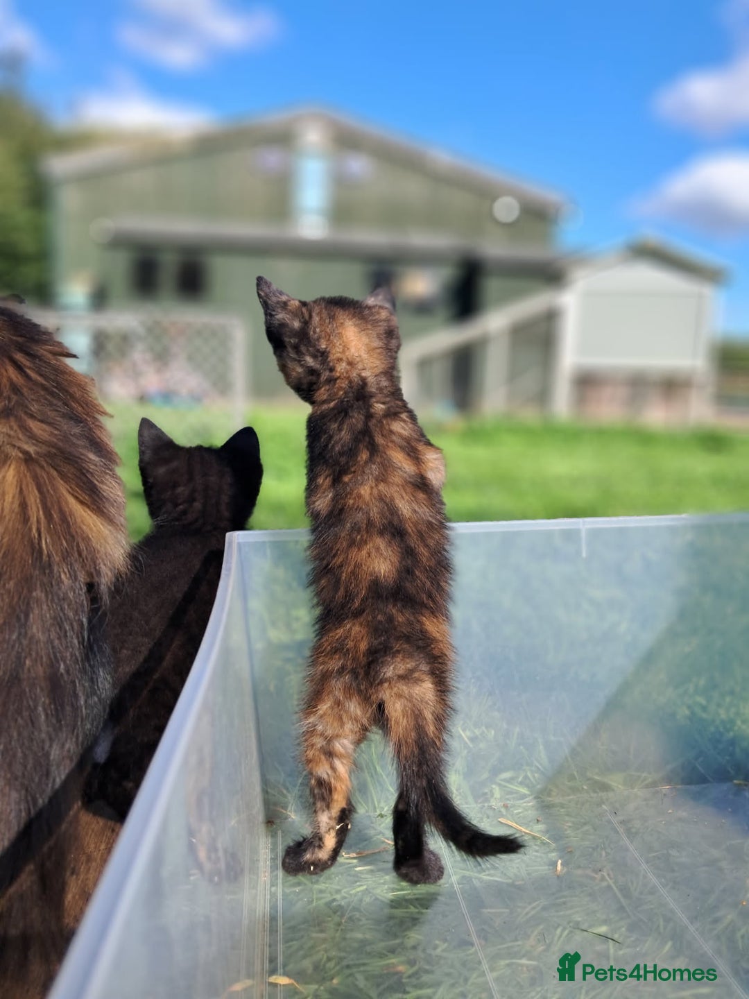 Mixed Breed cats for sale: Semi Longhaired Kittens - Image 12