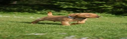 Labrador Retriever dogs for sale: Fox red Labrador puppies - Advert 2