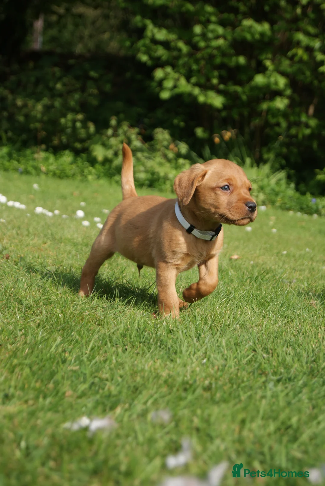 Labrador Retriever dogs for sale: Fox red Labrador puppies - Advert 2